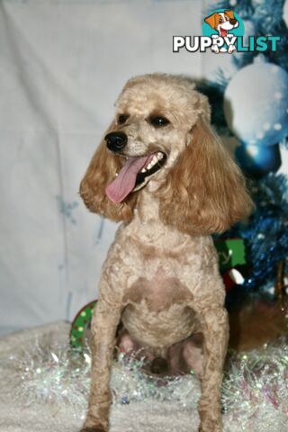 TOY POODLE CHARMING MALE DESEXED VERY CUDDLY