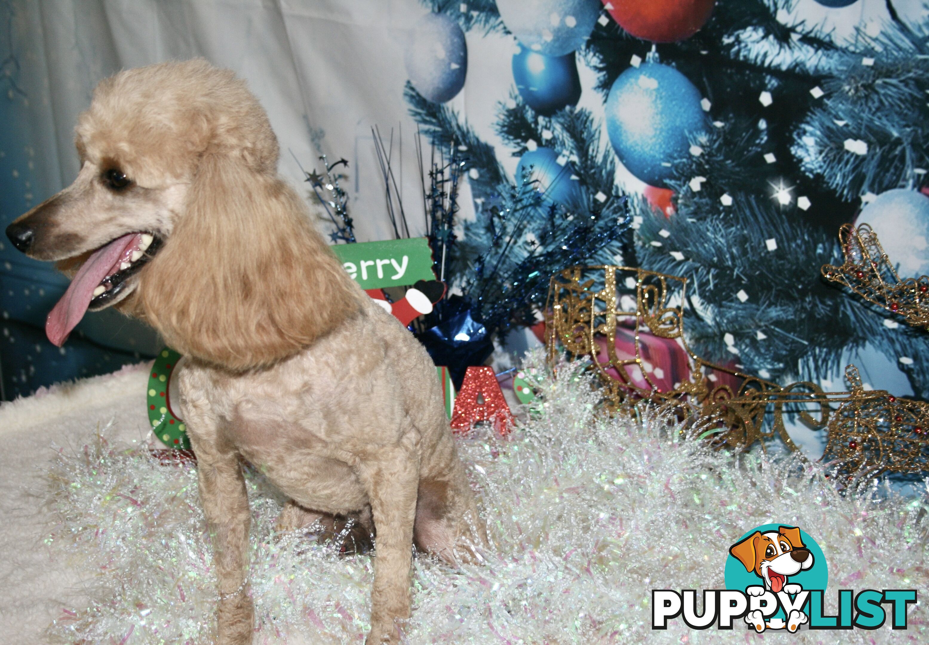 TOY POODLE CHARMING MALE DESEXED VERY CUDDLY