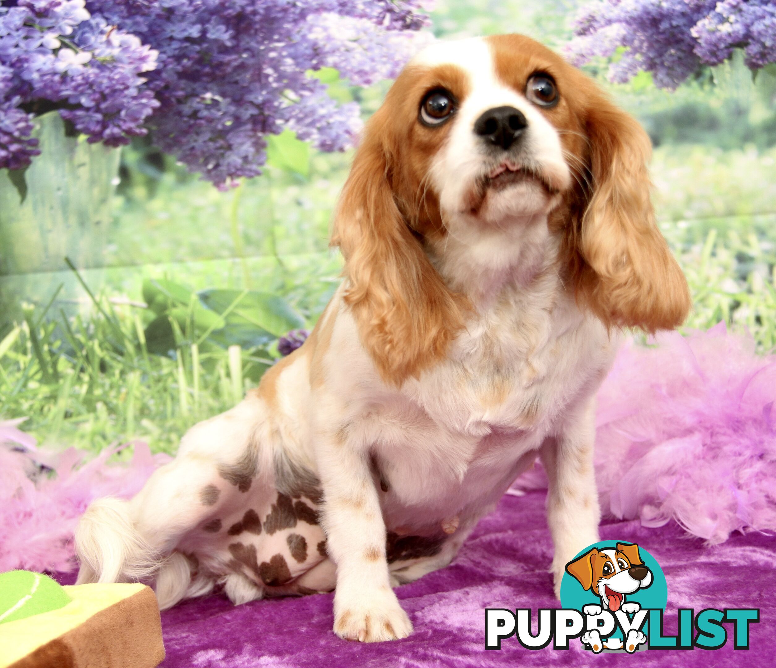 CAVALIER KING CHARLES ADULT FEMALE - DESEXED VACC ETC