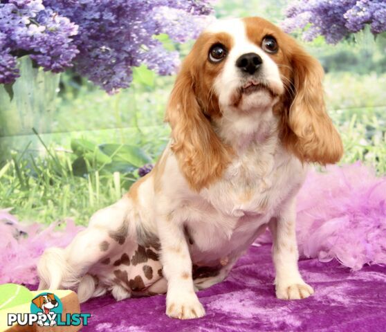 CAVALIER KING CHARLES ADULT FEMALE - DESEXED VACC ETC