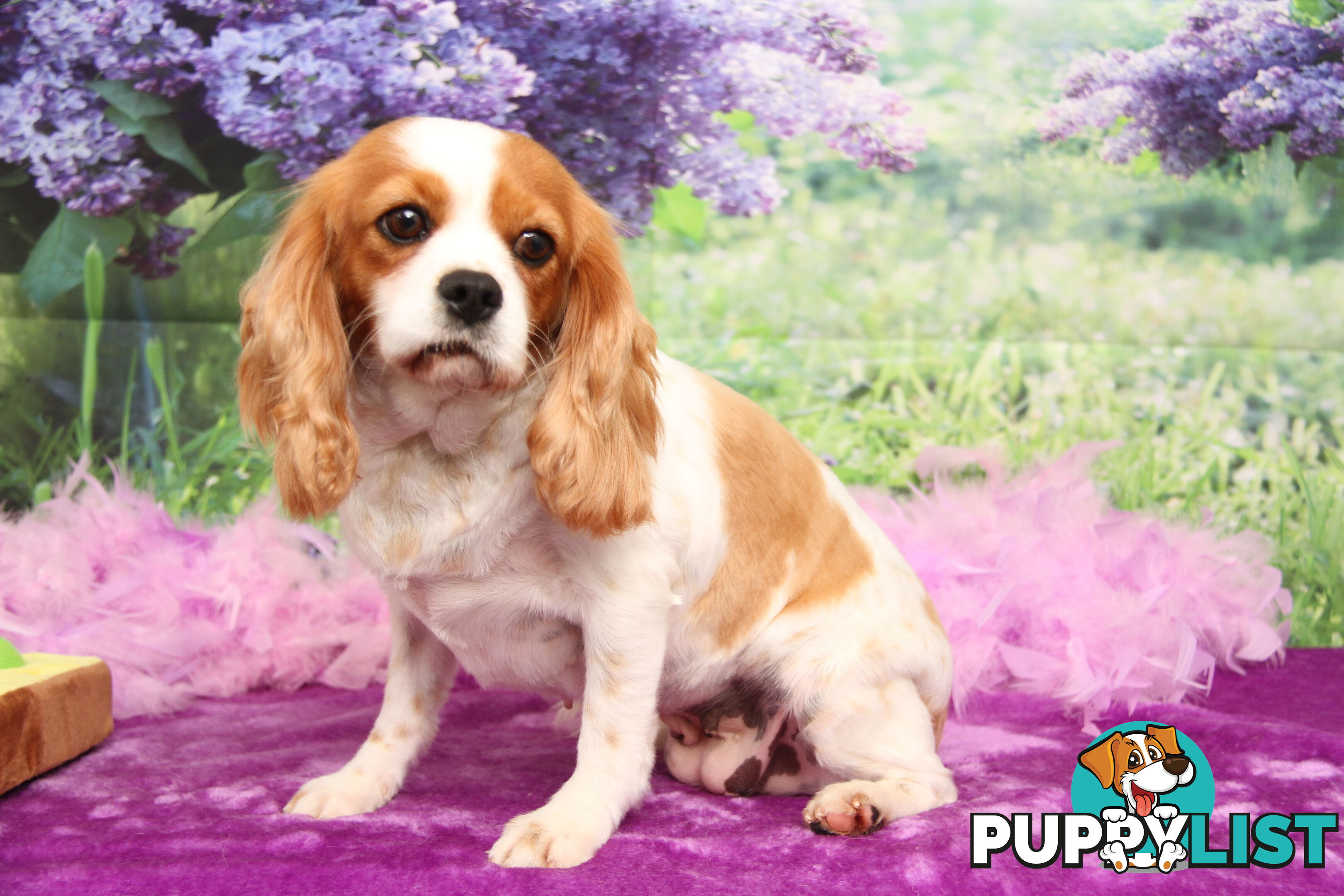 CAVALIER KING CHARLES ADULT FEMALE - DESEXED VACC ETC