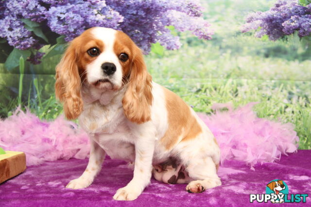 CAVALIER KING CHARLES ADULT FEMALE - DESEXED VACC ETC