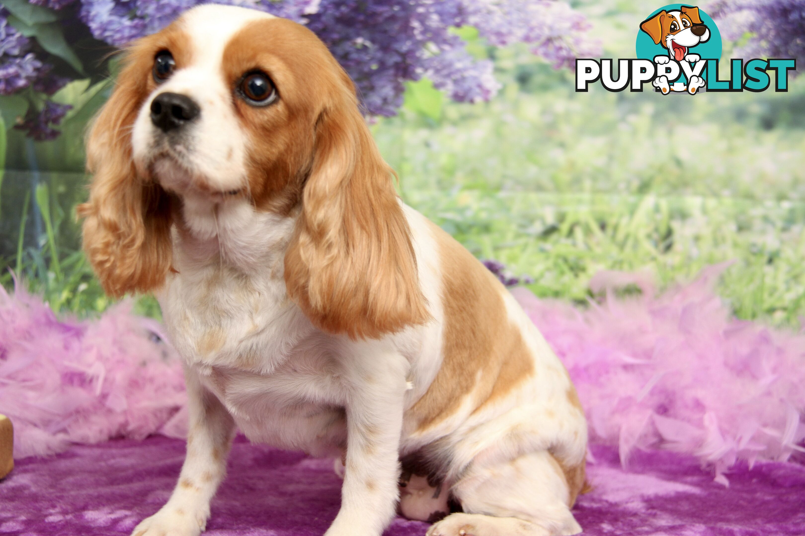 CAVALIER KING CHARLES ADULT FEMALE - DESEXED VACC ETC