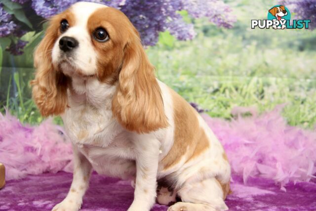 CAVALIER KING CHARLES ADULT FEMALE - DESEXED VACC ETC