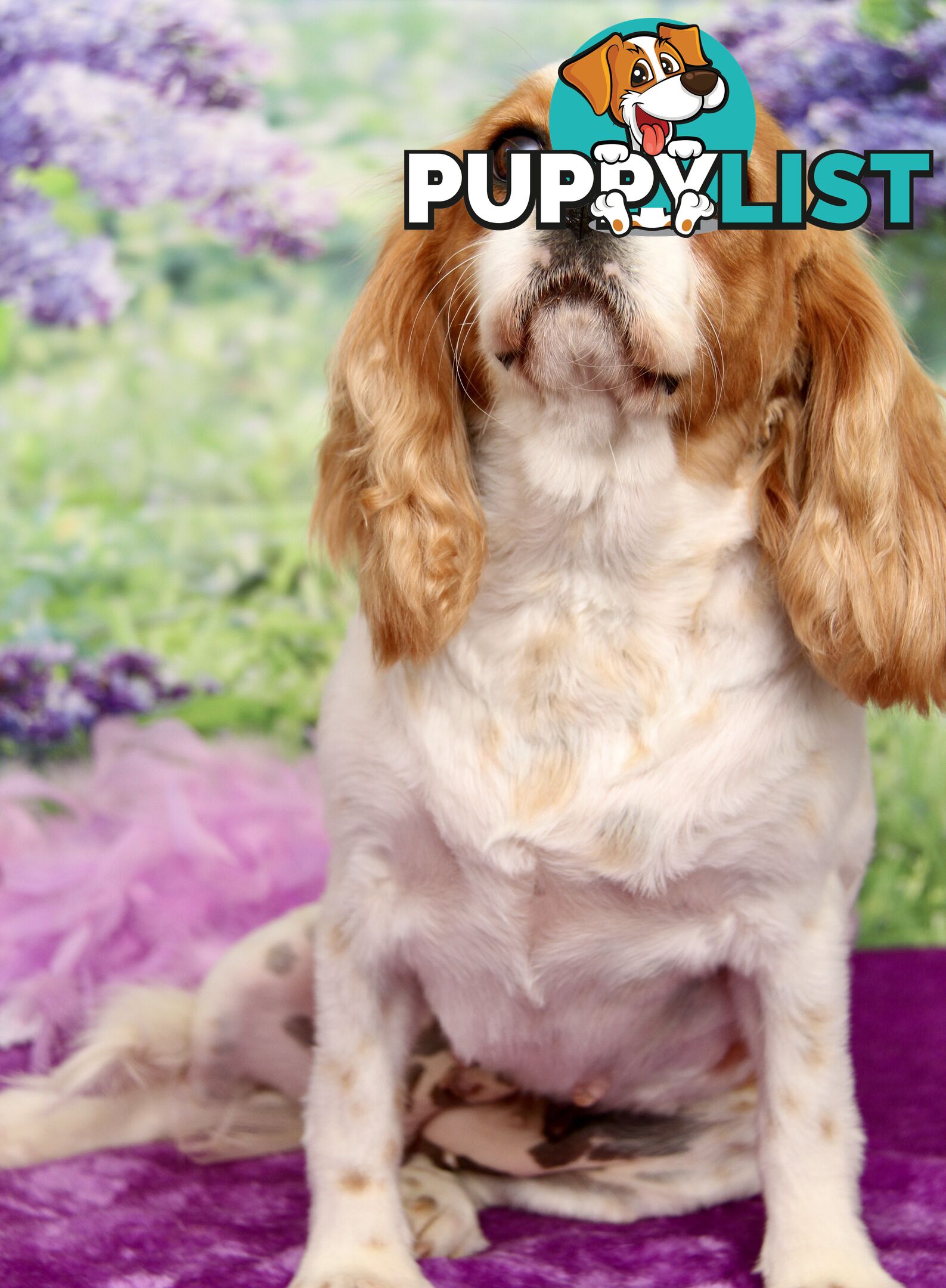 CAVALIER KING CHARLES ADULT FEMALE - DESEXED VACC ETC