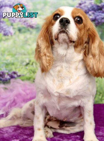 CAVALIER KING CHARLES ADULT FEMALE - DESEXED VACC ETC