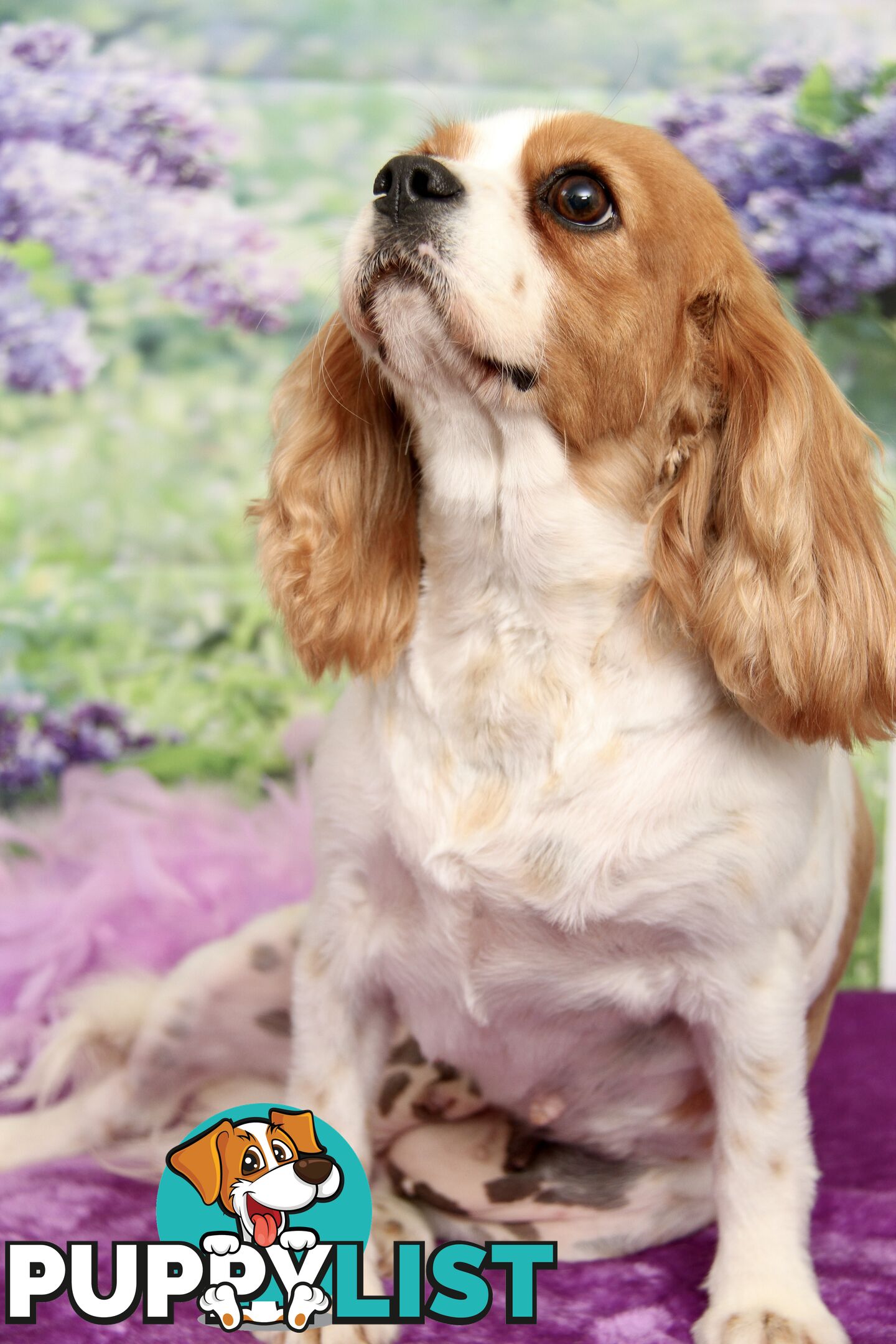 CAVALIER KING CHARLES ADULT FEMALE - DESEXED VACC ETC