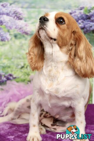 CAVALIER KING CHARLES ADULT FEMALE - DESEXED VACC ETC