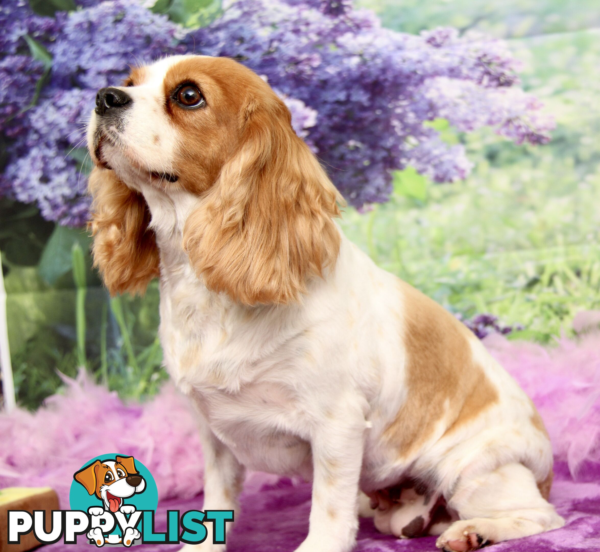 CAVALIER KING CHARLES ADULT FEMALE - DESEXED VACC ETC