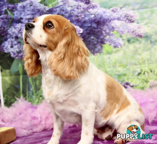 CAVALIER KING CHARLES ADULT FEMALE - DESEXED VACC ETC