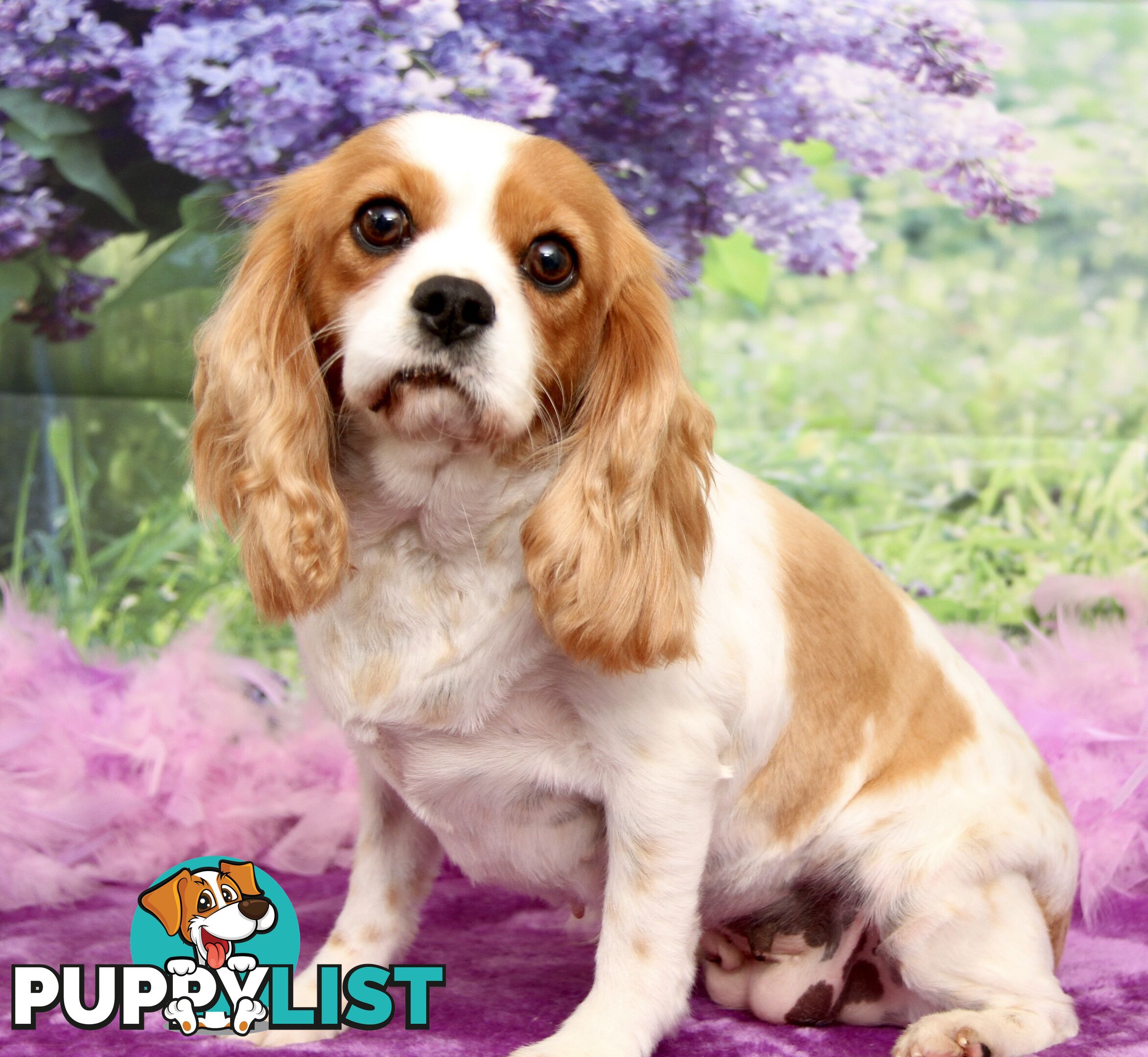 CAVALIER KING CHARLES ADULT FEMALE - DESEXED VACC ETC