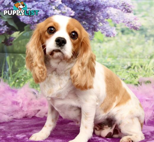 CAVALIER KING CHARLES ADULT FEMALE - DESEXED VACC ETC