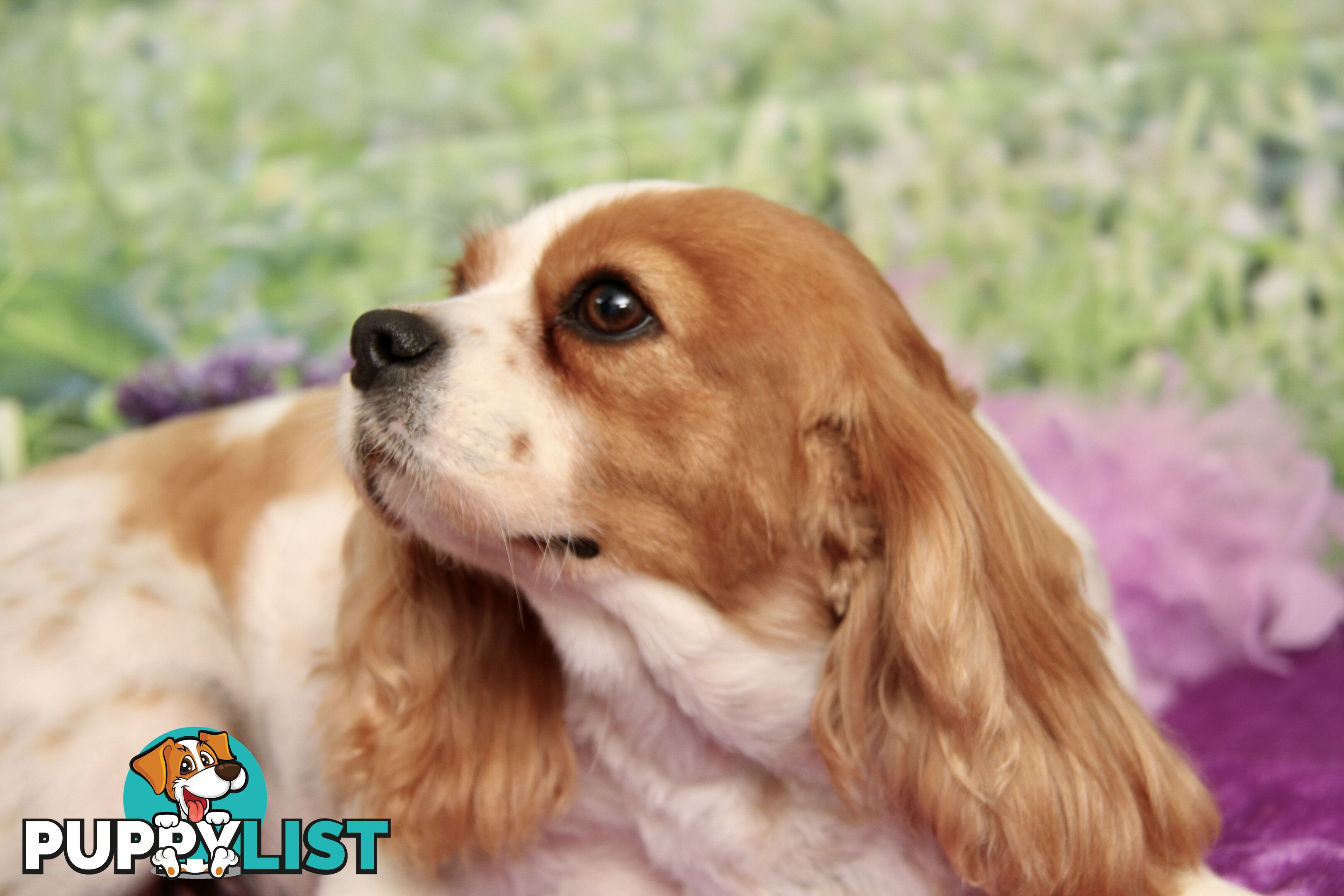 CAVALIER KING CHARLES ADULT FEMALE - DESEXED VACC ETC