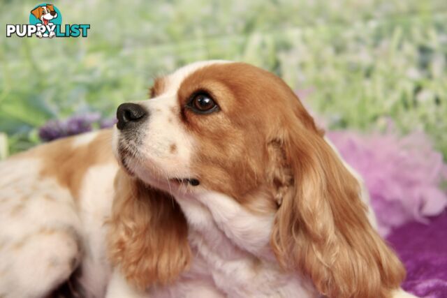 CAVALIER KING CHARLES ADULT FEMALE - DESEXED VACC ETC