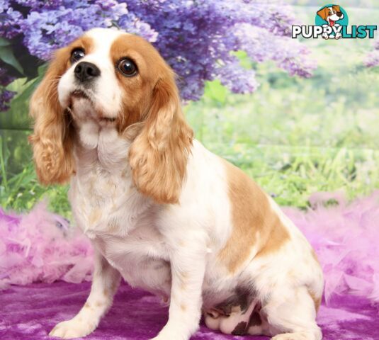 CAVALIER KING CHARLES ADULT FEMALE - DESEXED VACC ETC