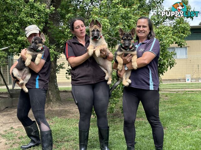 GERMAN SHEPHERD OLD STYLE SHORT COAT STRAIGHT BACK PUPPIES M&amp;F