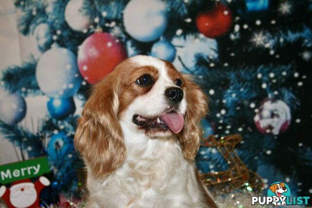 CAVALIER KING CHARLES GORGEOUS ADULT FEMALE - DESEXED VACC ETC