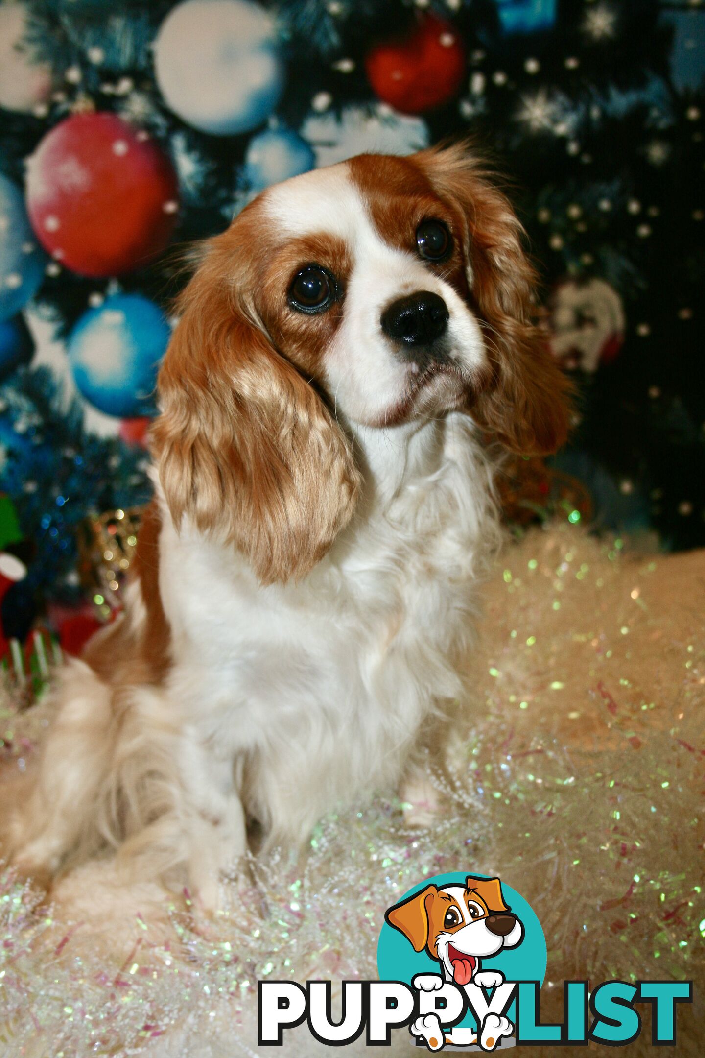 CAVALIER KING CHARLES GORGEOUS ADULT FEMALE - DESEXED VACC ETC