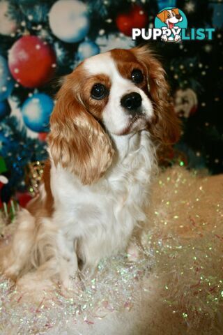 CAVALIER KING CHARLES GORGEOUS ADULT FEMALE - DESEXED VACC ETC