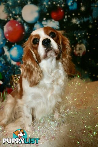 CAVALIER KING CHARLES GORGEOUS ADULT FEMALE - DESEXED VACC ETC