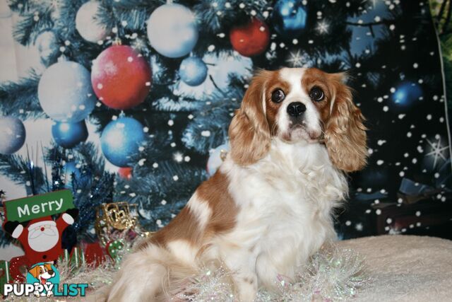 CAVALIER KING CHARLES GORGEOUS ADULT FEMALE - DESEXED VACC ETC