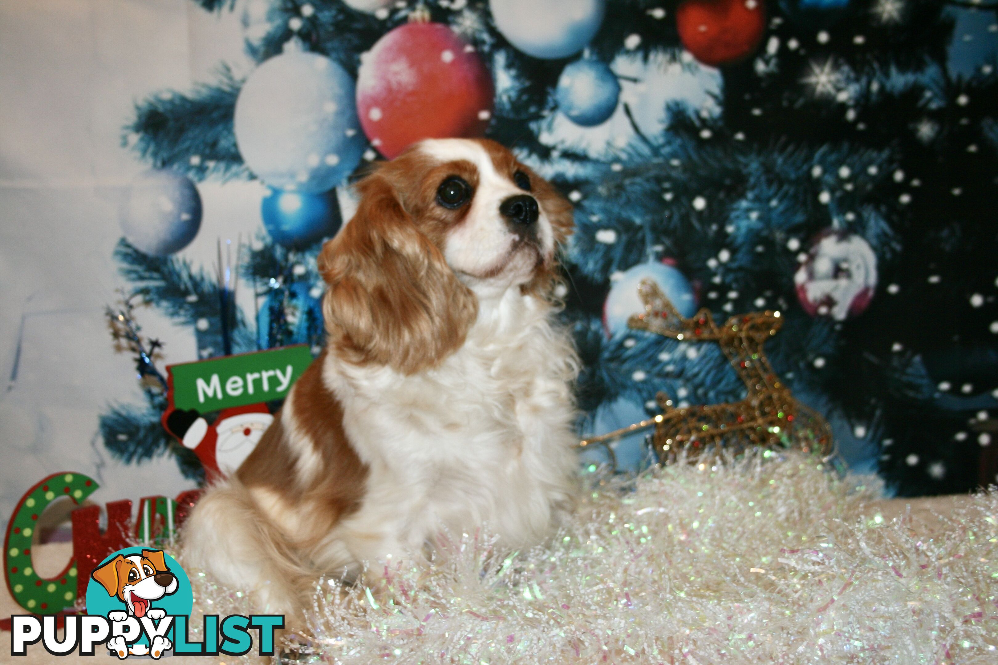 CAVALIER KING CHARLES GORGEOUS ADULT FEMALE - DESEXED VACC ETC