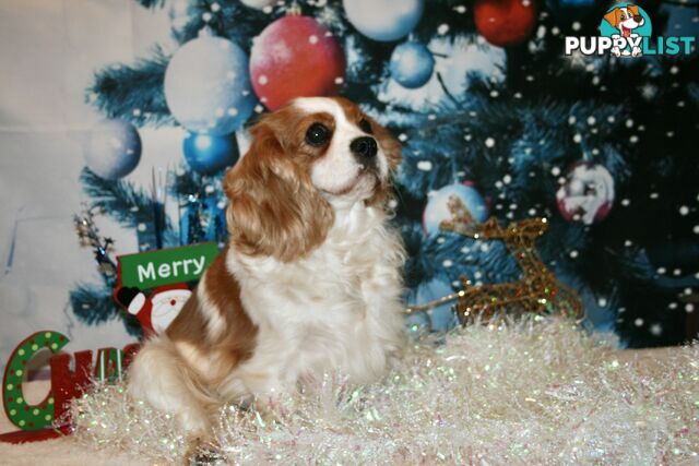 CAVALIER KING CHARLES GORGEOUS ADULT FEMALE - DESEXED VACC ETC