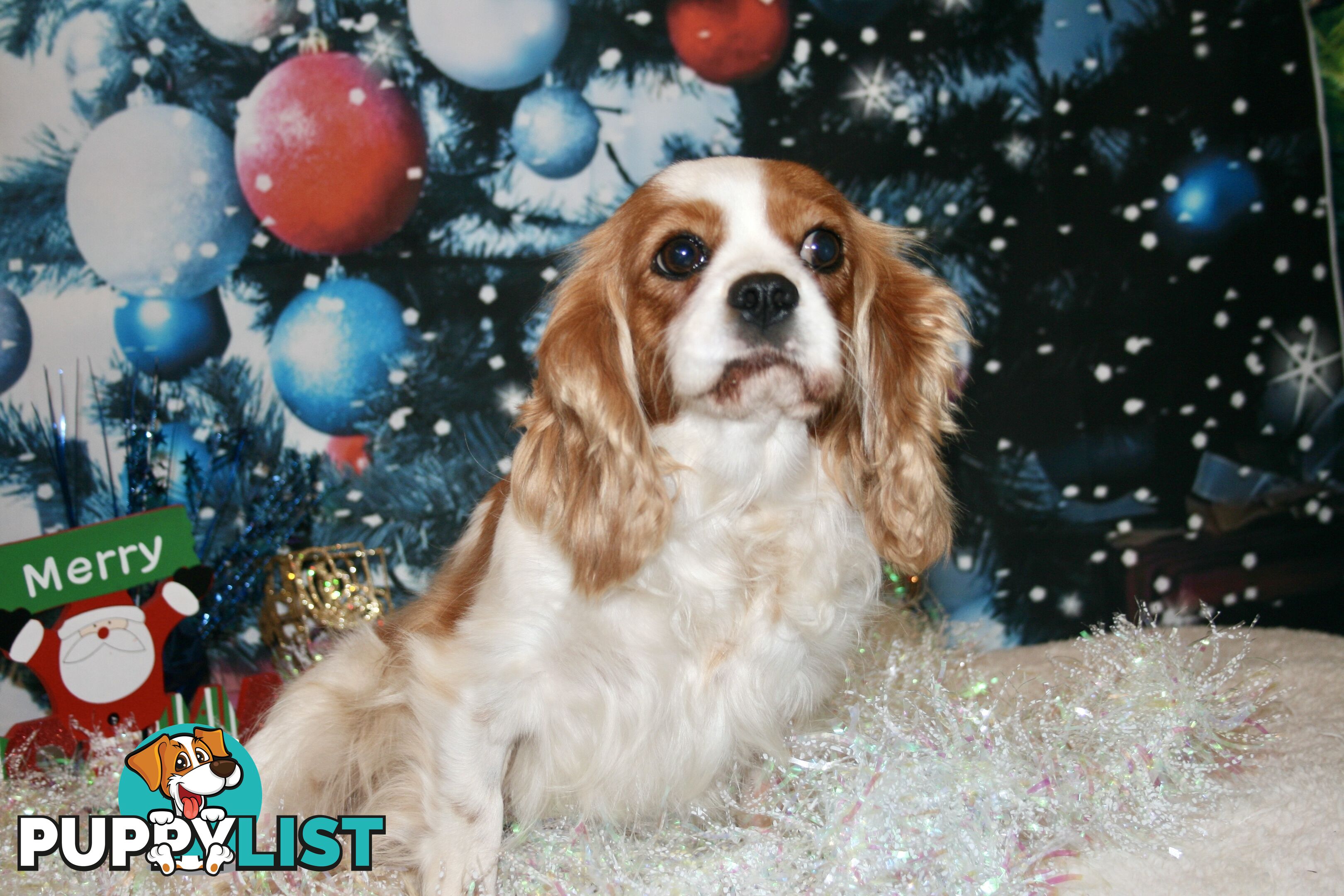 CAVALIER KING CHARLES GORGEOUS ADULT FEMALE - DESEXED VACC ETC