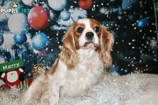 CAVALIER KING CHARLES GORGEOUS ADULT FEMALE - DESEXED VACC ETC