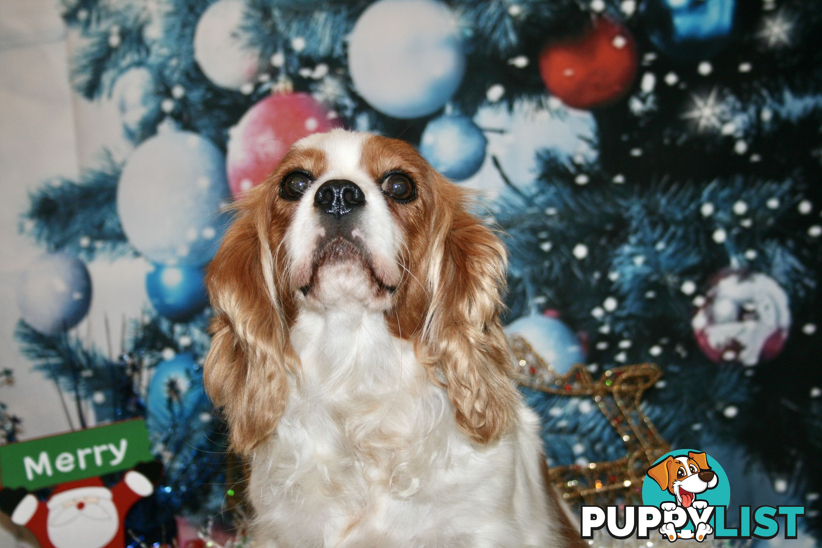 CAVALIER KING CHARLES GORGEOUS ADULT FEMALE - DESEXED VACC ETC