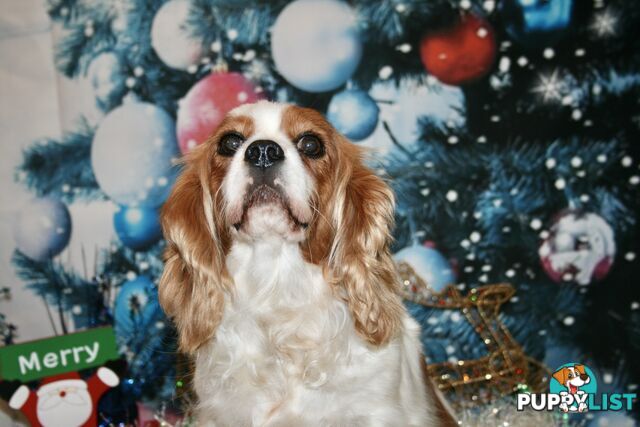 CAVALIER KING CHARLES GORGEOUS ADULT FEMALE - DESEXED VACC ETC