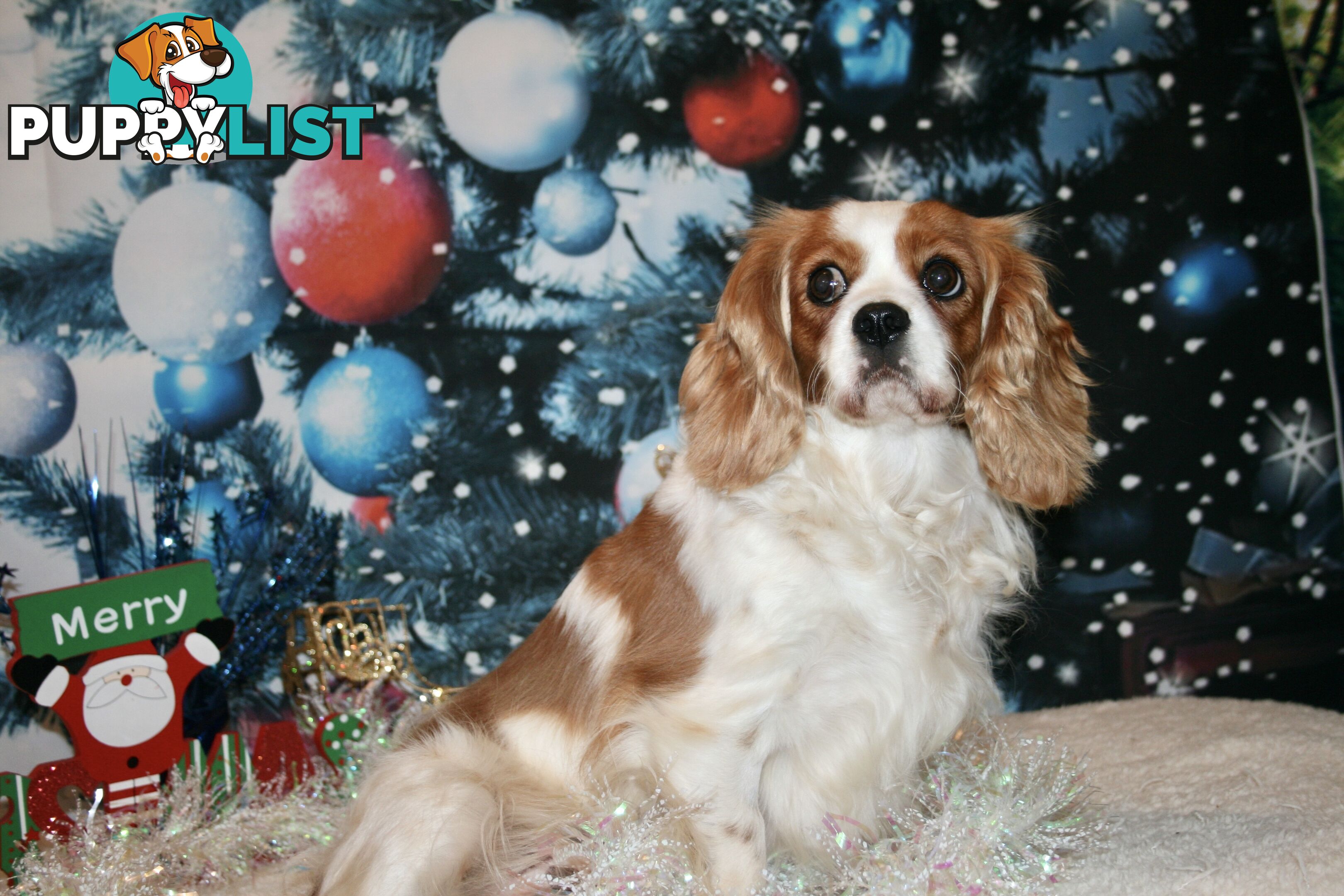 CAVALIER KING CHARLES GORGEOUS ADULT FEMALE - DESEXED VACC ETC