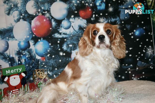 CAVALIER KING CHARLES GORGEOUS ADULT FEMALE - DESEXED VACC ETC