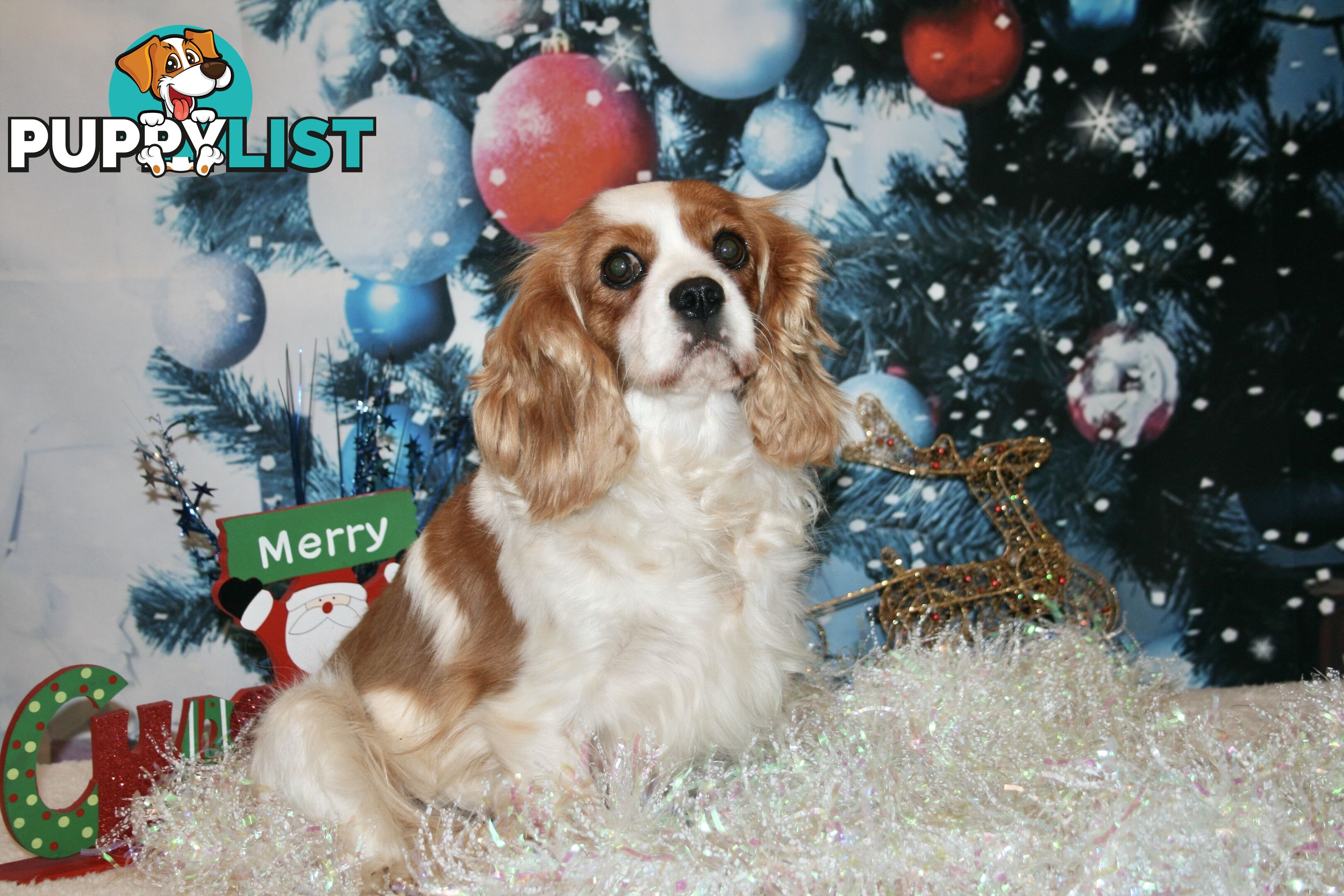 CAVALIER KING CHARLES GORGEOUS ADULT FEMALE - DESEXED VACC ETC