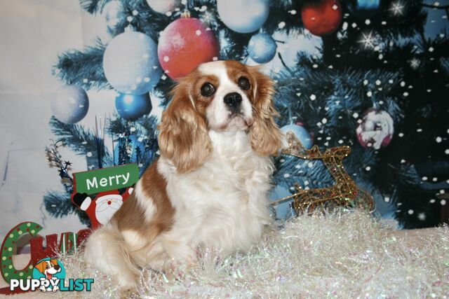 CAVALIER KING CHARLES GORGEOUS ADULT FEMALE - DESEXED VACC ETC