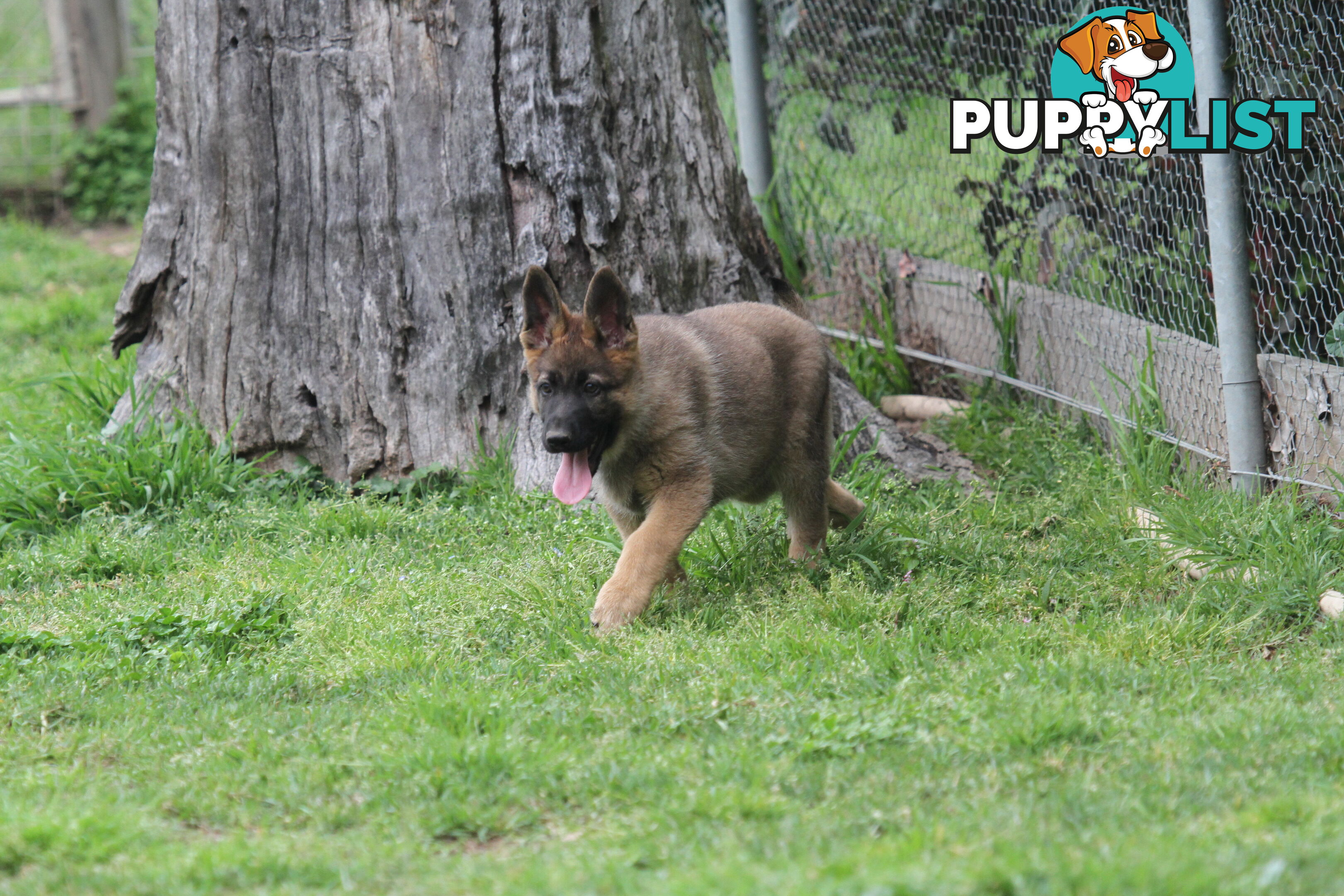 GERMAN SHEPHERD 2 STUNNING MALES PRICE REDUCED PARENTS HIP XRAYED