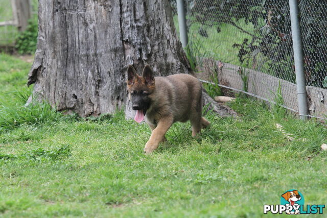 GERMAN SHEPHERD 2 STUNNING MALES PRICE REDUCED PARENTS HIP XRAYED