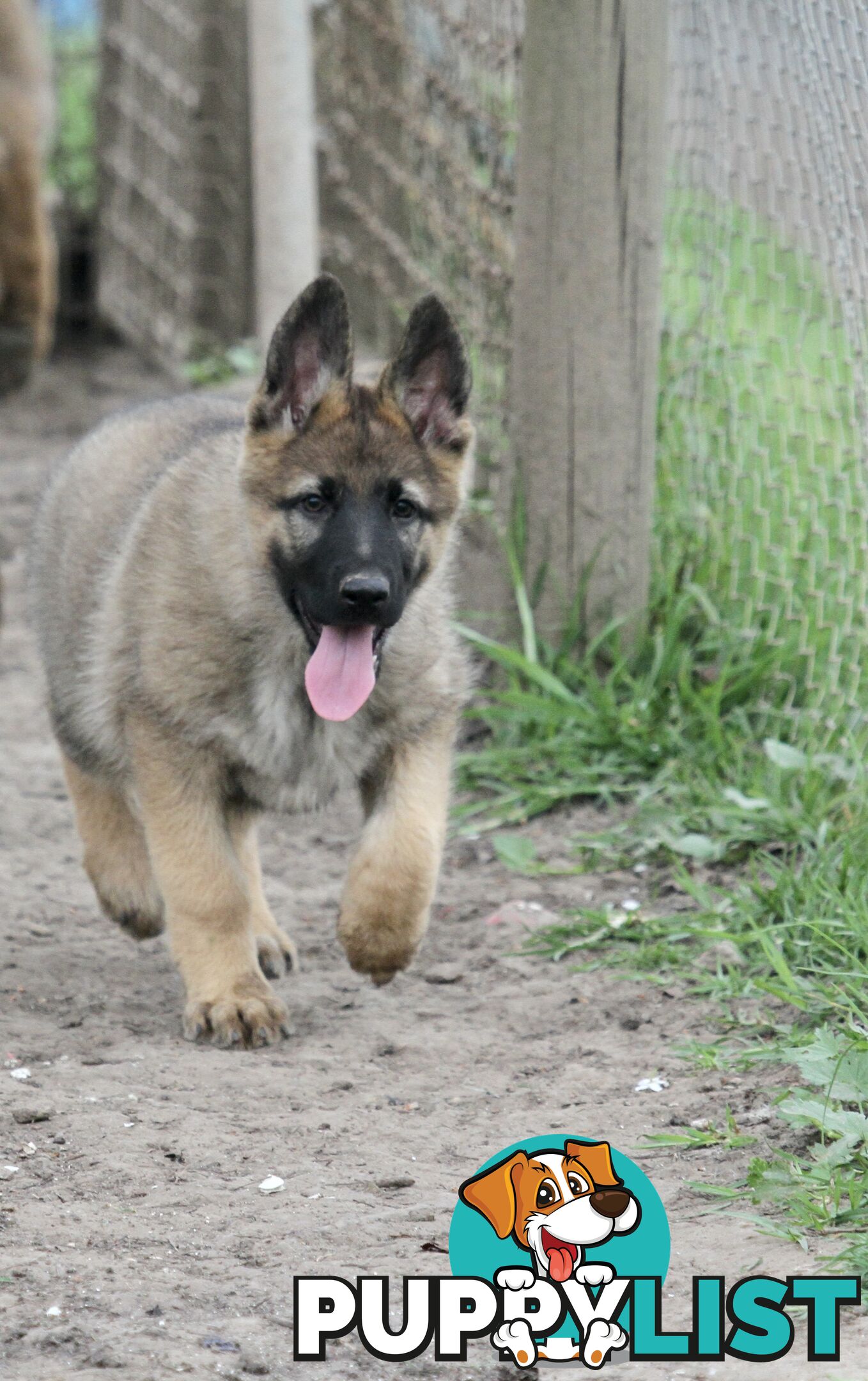 GERMAN SHEPHERD 2 STUNNING MALES PRICE REDUCED PARENTS HIP XRAYED