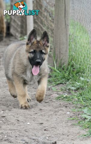 GERMAN SHEPHERD 2 STUNNING MALES PRICE REDUCED PARENTS HIP XRAYED