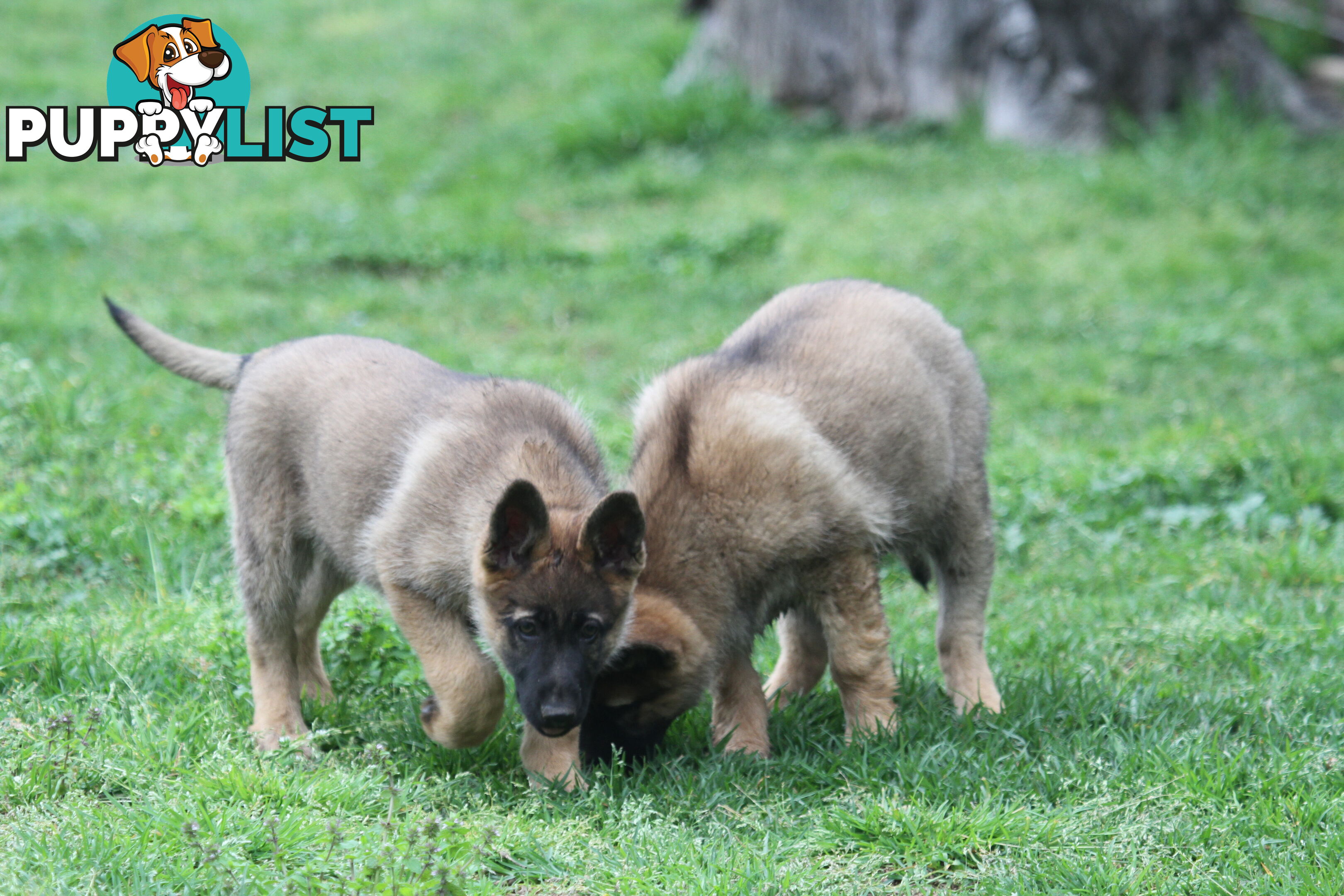 GERMAN SHEPHERD 2 STUNNING MALES PRICE REDUCED PARENTS HIP XRAYED