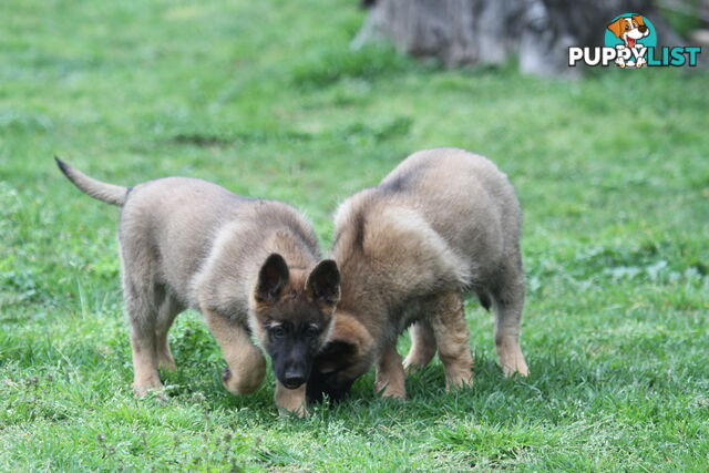 GERMAN SHEPHERD 2 STUNNING MALES PRICE REDUCED PARENTS HIP XRAYED