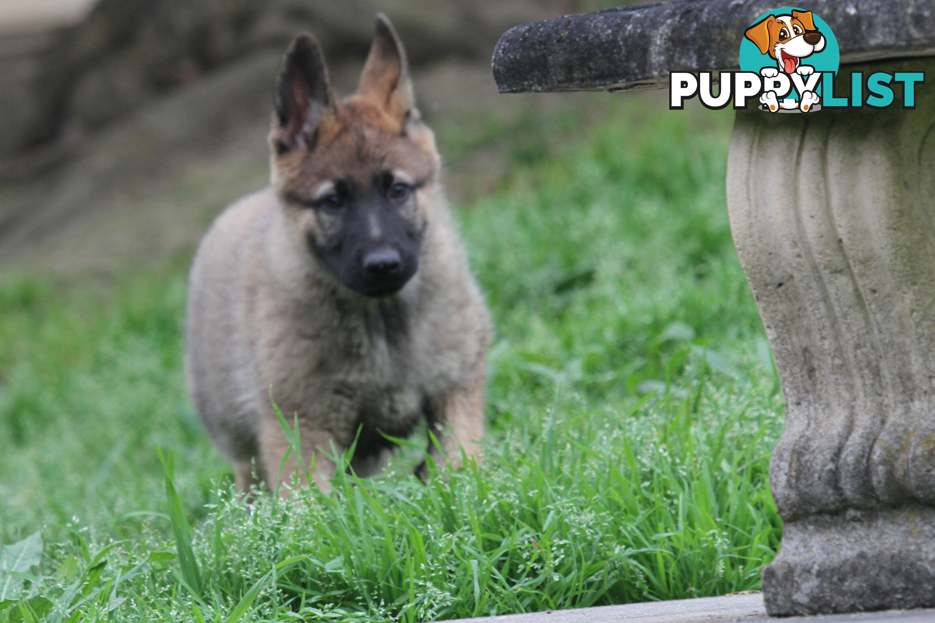 GERMAN SHEPHERD 2 STUNNING MALES PRICE REDUCED PARENTS HIP XRAYED