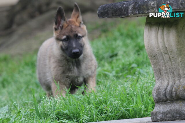 GERMAN SHEPHERD 2 STUNNING MALES PRICE REDUCED PARENTS HIP XRAYED