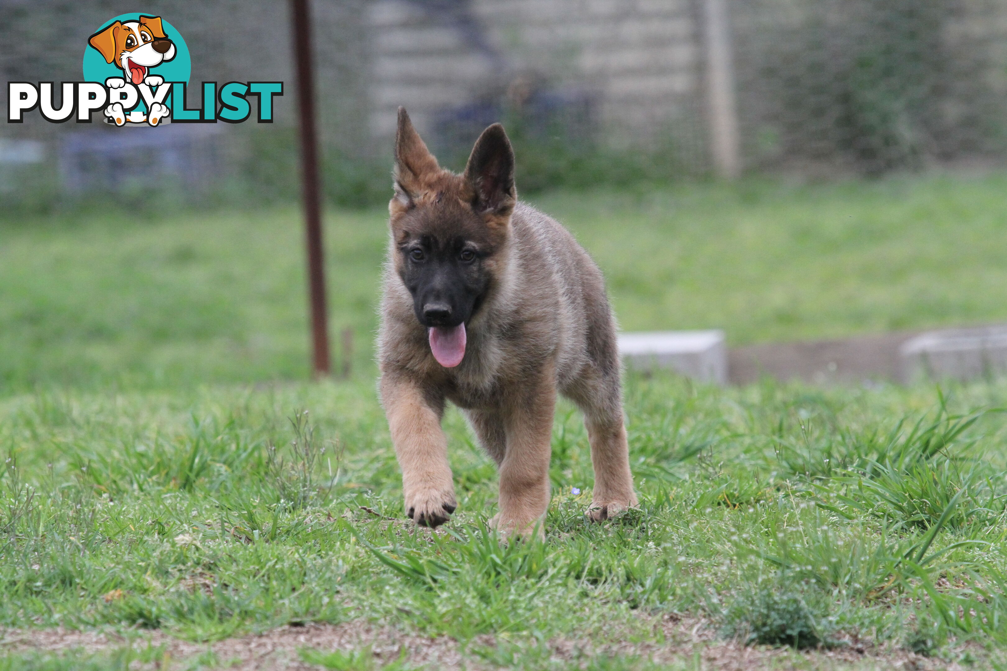 GERMAN SHEPHERD 2 STUNNING MALES PRICE REDUCED PARENTS HIP XRAYED