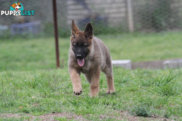 GERMAN SHEPHERD 2 STUNNING MALES PRICE REDUCED PARENTS HIP XRAYED