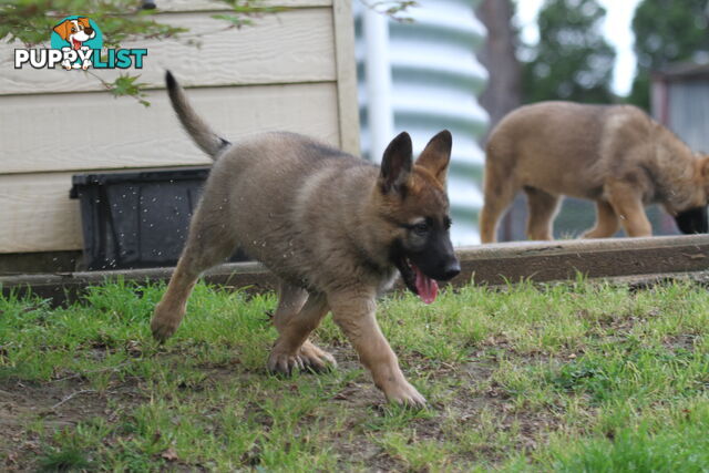 GERMAN SHEPHERD 2 STUNNING MALES PRICE REDUCED PARENTS HIP XRAYED