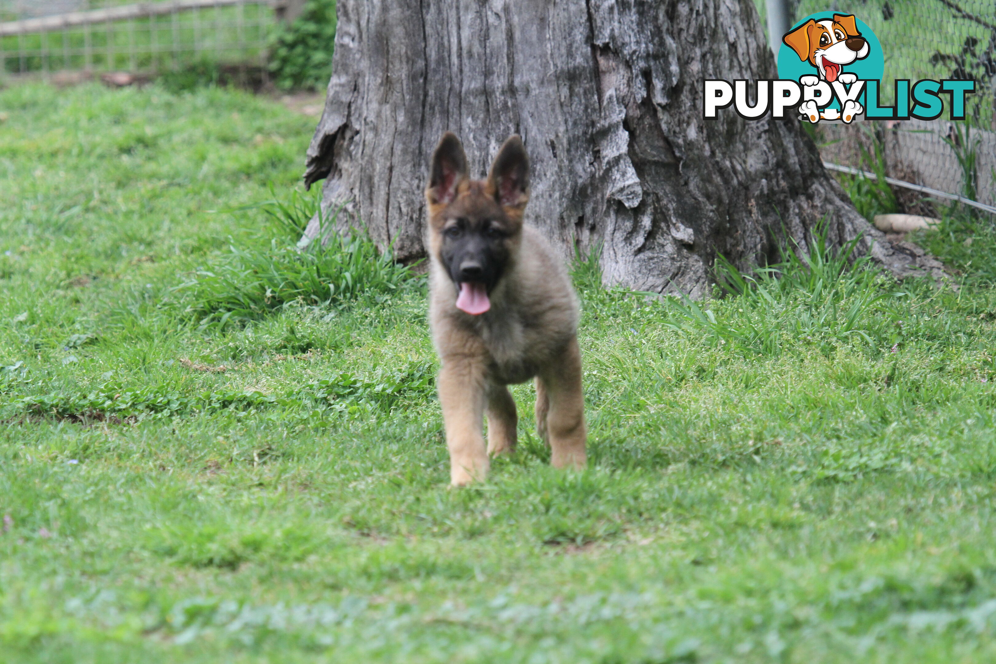 GERMAN SHEPHERD 2 STUNNING MALES PRICE REDUCED PARENTS HIP XRAYED