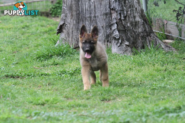 GERMAN SHEPHERD 2 STUNNING MALES PRICE REDUCED PARENTS HIP XRAYED