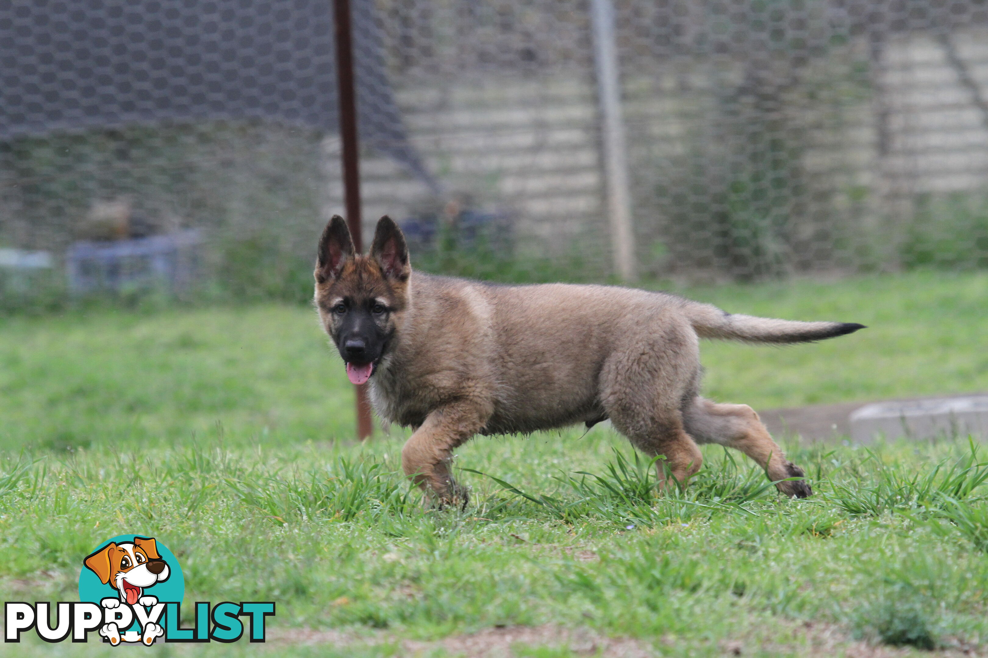 GERMAN SHEPHERD 2 STUNNING MALES PRICE REDUCED PARENTS HIP XRAYED