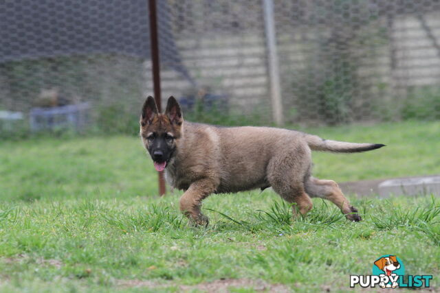 GERMAN SHEPHERD 2 STUNNING MALES PRICE REDUCED PARENTS HIP XRAYED